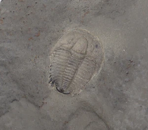 Trilobit, Modocia typicalis, Kambrium, Marjum Fm, Millard County, Utah, USA-k569 - Picture 1 of 4