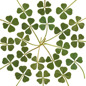 Wholesale 20p Real 4 Four Leaf Clover Irish Good Luck Charm Wedding Favors Dry L - Picture 1 of 5