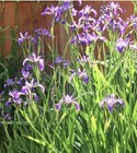 Purple Iris Bare Rooted LIVE Water Plant Aquatic Pond Lake Marginal Bog