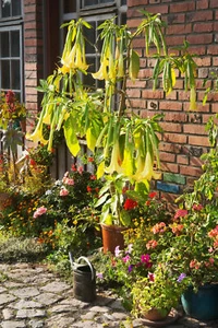 SAMEN Gelbe Engelstrompete beliebte Kübelpflanze Topfpflanze Blumen Samen Saat - Bild 1 von 1