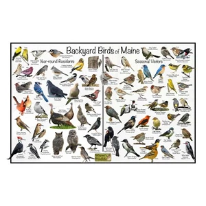 Póster de identificación de aves de patio trasero de Maine / Guía rápida de identificación de aves - Imagen 1 de 6