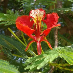 Flamboyant (Delonix regia) - 5 seeds - Bild 1 von 4