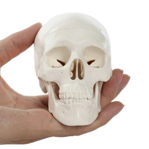 Convenient Skull Model Skull Cap Anatomical Head Skull Teaching Supplies - Photo 1/12