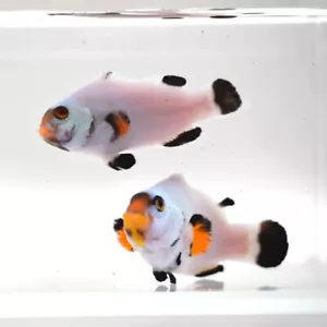 Black Platinum Percula Clownfish Pair WYSIWYG G01 / ARS Clownfish - Picture 1 of 2