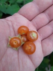 Tomate Golden Star - Jaltomata sinuosa - 5+ Semillas - Granos - Semillas - So 077 - Imagen 1 de 2