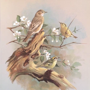 Plato de libro con impresión artística vintage de albahaca Ede pájaros cresta dorada y papamoscas manchado 17 - Imagen 1 de 3