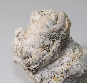 Krabbe, Xantho moldavicus, Tertiär, Miozän, Volyno-Podolia, Ukraine -x854 - Picture 1 of 6