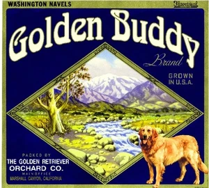 Marshall Canyon Golden Buddy Retriever Dog Orange Citrus Fruit Crate Label Print - Picture 1 of 1