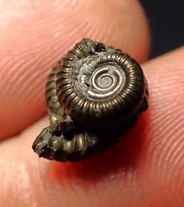 Pyrite multi-ammonite fossil (13 mm) Crucilobiceras Charmouth Jurassic Coast UK - Picture 1 of 5