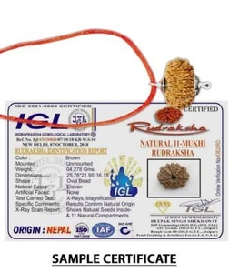 11 Mukhi Nepal Rudraksha Eleven Face Lord Hanuman Silver Pendant IGL Certified - Picture 1 of 3
