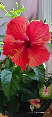Exotic Tropical Red Hibiscus Tree / Plant 3   Healthy Green Cuttings GUARANTEED - Image 1 of 4