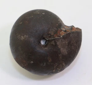 Ammonit, Arcestes sp., Trias, Karn, Epidauros, Peloponnes, Griechenland -m35 - Picture 1 of 6