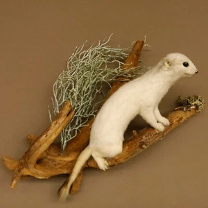 Armiño Abrigo de Invierno Preparado para Animales Sobre Raíz Decoración 89.1.48 - Imagen 1 de 6