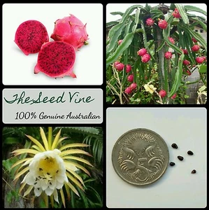 20+ RED DRAGONFRUIT SEEDS ORGANIC (Hylocereus costaricensis) Pitaya Cactus - Picture 1 of 5