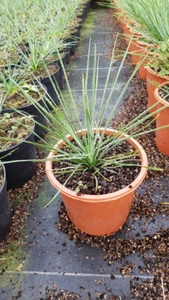 Yucca linearifolia / Conteneur de 2 à 2.9 litres - Bild 1 von 2
