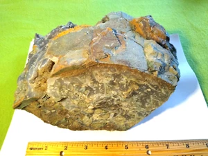Oregon Blue Agate Rough- 10-3/4 lbs. - Picture 1 of 11