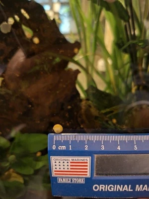 Ampullarie Gold - Bild 1 von 3