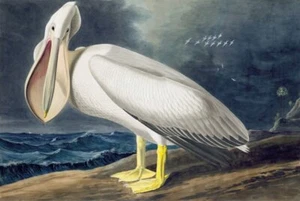 Dream-art Oil painting american-white-pelican-John James Audubon bird by the sea - Picture 1 of 1
