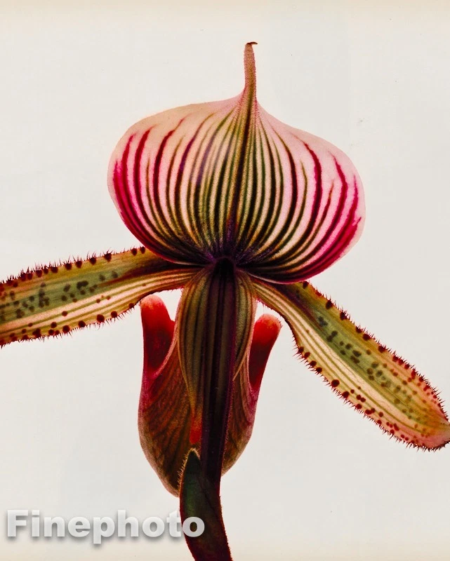 1980 年 IRVING PENN 复古植物兰花 KROMEKOTE 精美照片雕刻 — 第 1/1 张图片