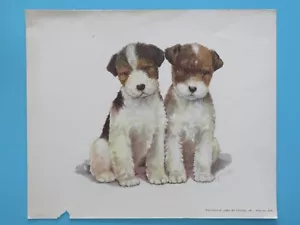 Vintage orig. Stampa cane anni 50: simpatica coppia cuccioli terrier Grace Lopez 10x12" - Foto 1 di 2