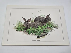 Balke Lithograph Wildlife Art Print Cottontail Rabbit 11 X 14 Inches USA - Picture 1 of 5