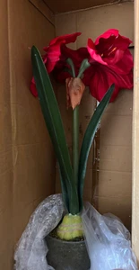 Pottery Barn imitación amaryllis en maceta de vidrio - Imagen 1 de 1