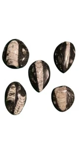 5 MEDIUM LOOSE ORTHOCERAS FOSSIL MOROCCO DEVONIAN AGE 395 MYO SN 3 PEAR Cabochon - Picture 1 of 13