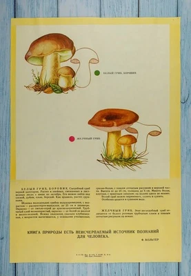 Vintage Soviet  "Mushrooms" 1982, 15.5" х 10.5" (1 - 5) - Image 1 of 4