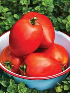 LARGE AMISH PASTE TOMATO HEIRLOOM  Packed for 2025   30+  SEEDS    FREE MAILING - Picture 1 of 1