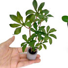 1:6 maison de poupée plante miniature en pot vert feuilles pot bonsaï maison jouet de décoration