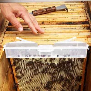 10 piezas trampa reutilizable de plástico transparente para abejas escarabajos colmena - Imagen 1 de 6