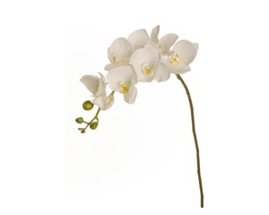Ramo Orchidea Real Touch 8 Fiori - Imagen 1 de 1