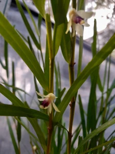 FPOrchids Dendrobium bilobum - Picture 1 of 4