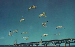 Mackinac Bridge Michigan Seagulls Water Wonderland Postcard - Picture 1 of 2