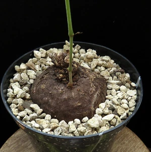 Cyphostemma pachypus, Caudex, Euphorbia, planta suculenta, cactus - Imagen 1 de 4
