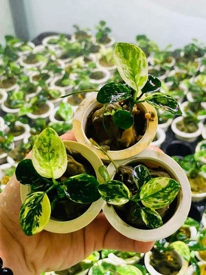 Ultra Rare Varigated Anubias King Live Aquarium Plant Buy3get1free 🔥🪴🌿 - Image 1 of 3