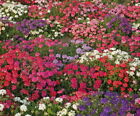 500 Verbena ‘Ideal Florist Mix’ Flower Seeds Verbena Hybrida