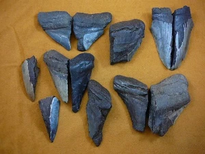 (SW11-4) TWO POUNDS Fossil Shark Tooth teeth MEGALODON partial sharks fragments - Picture 1 of 1