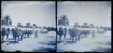 Camels Maghreb c1920 Photo Stereo Negative Plate Glass Vintage V24L21n