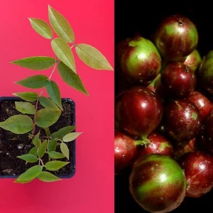 Escarlate Hybrid Jabotica Plinia Scarlet Brazilian Grape Fruit Tree Plant - Picture 1 of 3