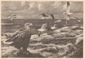 HDK 636 M.Math. Kiefer, Seeadler und Möven ngl 80.393 - Bild 1 von 1