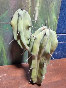 Myrtillocactus Geometrizans Crest/Monstrose 'Gummy' Cactus Plant S.E.P🌵  - Picture 1 of 6