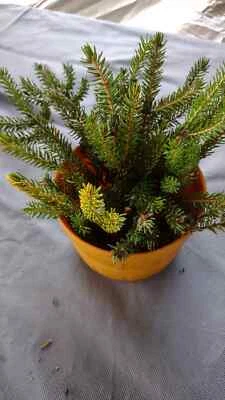 Fresh Cut Fir Evergreen Boughs, Branches for Holiday, Christmas  Decorations - Image 1 of 4