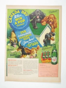 Vintage Canada Dry Win A Pup Contest Advertisement 1950s Pedigreed Puppies Print - Picture 1 of 2