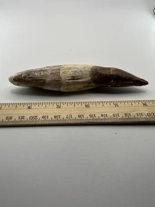BASILOSAURUS TOOTH FOSSIL Late Eocene 40 Mi Yrs Old Artiodactyl 5.5” Q4 - Picture 1 of 4