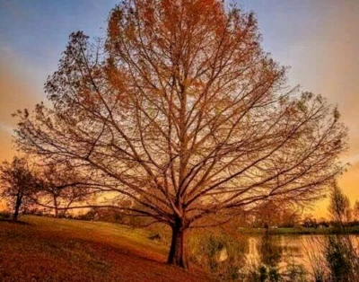 5 cipreses calvos - plántulas de 12-24" de alto - plantas vivas - Taxodium distichum Foto 1 de 4