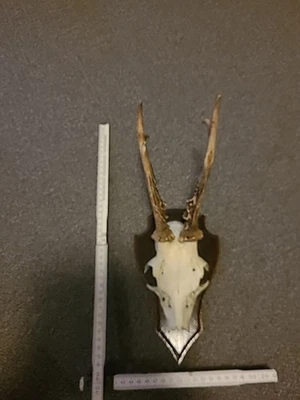 Hirschgeweih Gehörn Geweih Reh Bock Hirsch 6 Ender Trophäe Deko Holz Brett Nr 10 - Bild 1 von 4