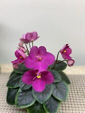 African Violet Plant â€œWesleyâ€™s Rocky Roseâ€� Miniature
