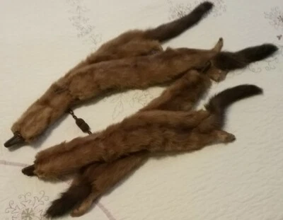 Cuello envolvente estola zorro rojo años 40 38". 4 pieles de cuerpo completo, cierre con cadena de baquelita Foto 1 de 3