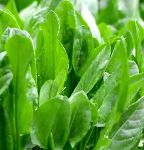 Large Leaf Sorrel Seeds | Roselle Sour Asian Jamaican Rau Chua Herb Seed 2025 - Picture 1 of 11